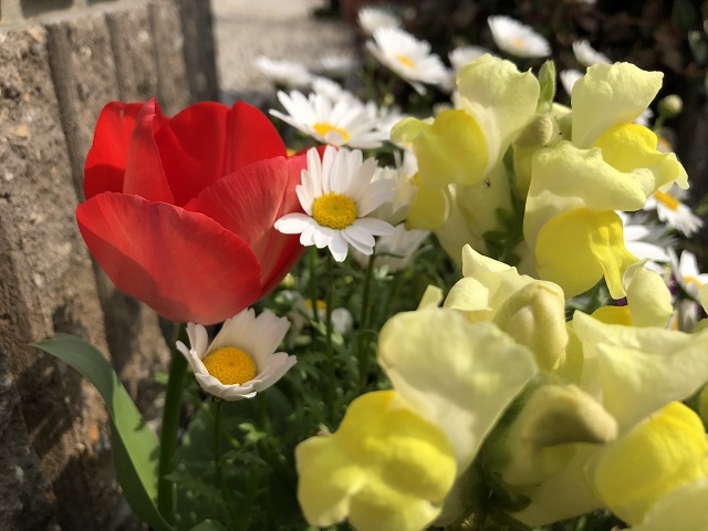 花壇の花