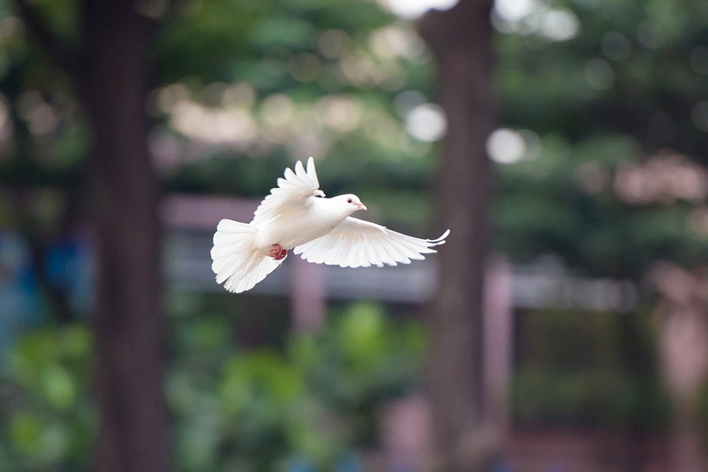 鳥　飛ぶ　今