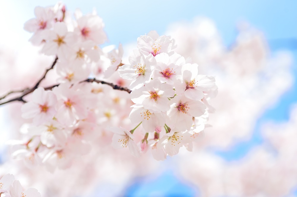 桜　精神美