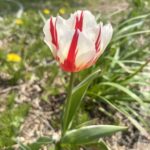 チューリップ