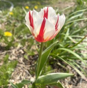 チューリップ