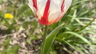 チューリップ